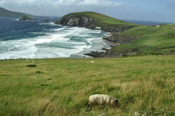 Pobřeží poloostrova dingle — Stock fotografie