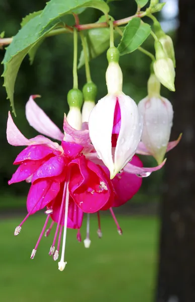 Flor fucsia — Foto de Stock