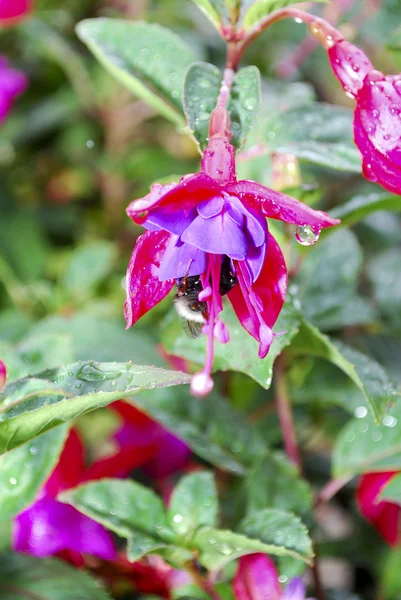 Fuchsia flower — Stock Photo, Image