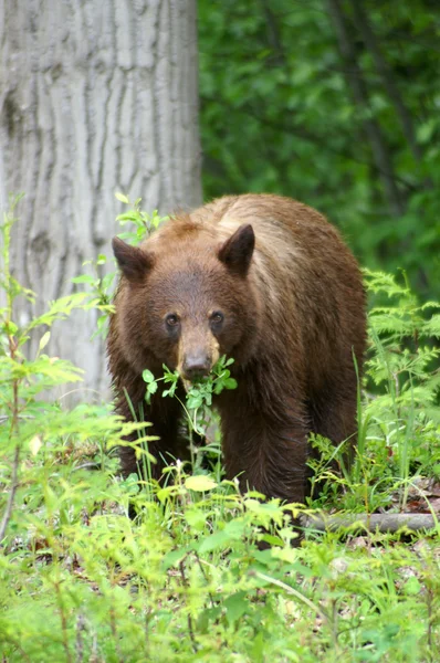 Svarta björnen äter sin måltid — Stockfoto