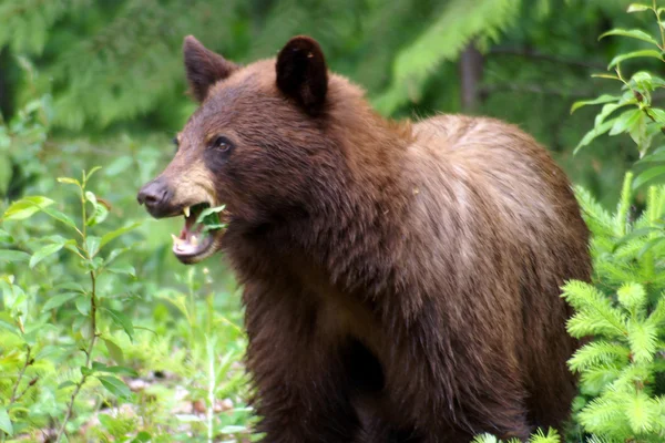 Svartbjörn — Stockfoto