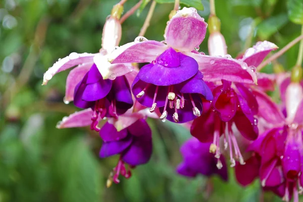 Flor fucsia — Foto de Stock