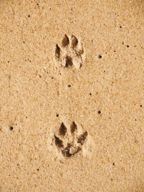 köpek pints paws ıslak kum Beach