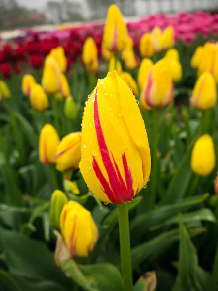 A sárga-vörös és lila tulipán mező — Stock Fotó
