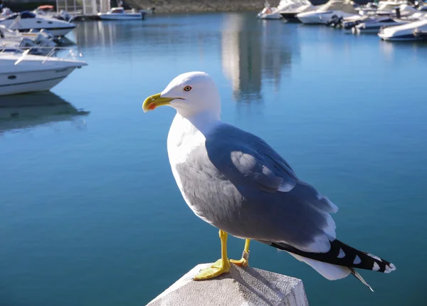 Sea gull posing — Stock Photo, Image