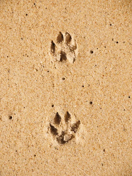 köpek pints paws ıslak kum Beach