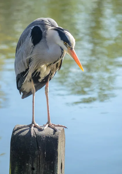Heron sitting on a bollard — Stock Photo, Image