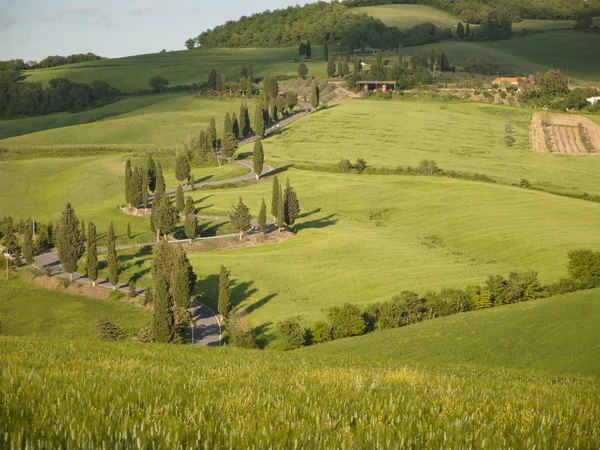 Enrolamento cipreste pista na Toscana — Fotografia de Stock
