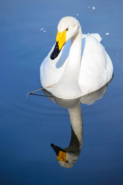 野生の白鳥 — ストック写真