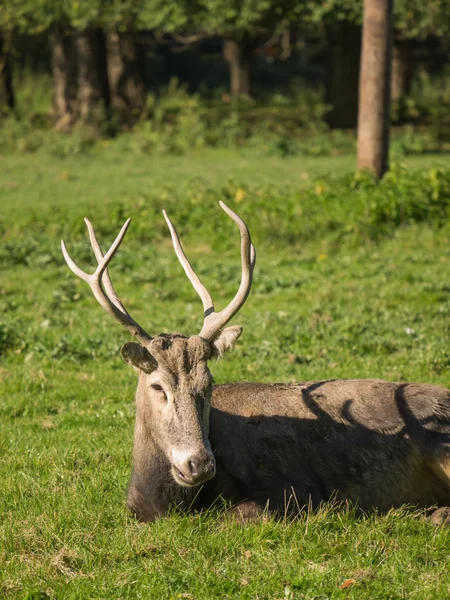 Pere David's deer — Stockfoto