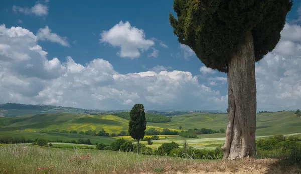 Blick auf Zypressen in der weiten Landschaft unter blauem Himmel — Stockfoto