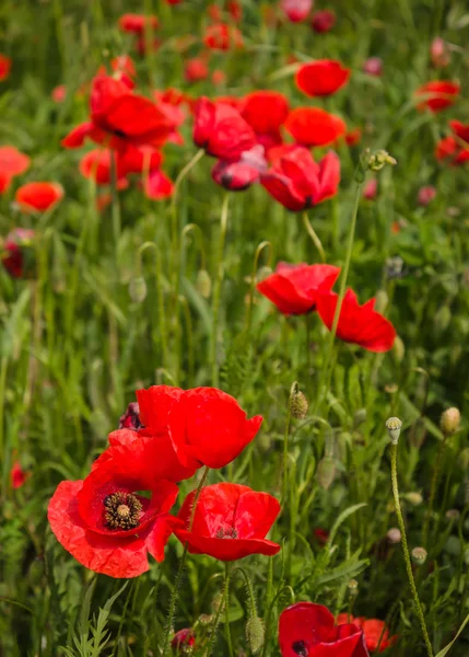 Gros plan sur les fleurs de pavot aux couleurs vives au printemps — Photo