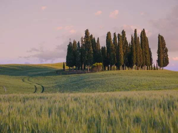 Group of cypress trees at sunset — Stock Photo, Image