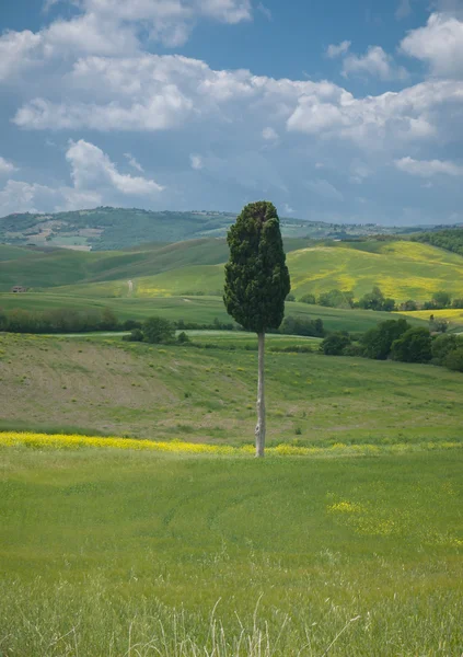 Ciprés solitario en el paisaje toscano — Foto de Stock