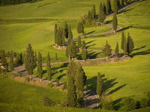 O sol se põe sobre a sinuosa cipreste na Toscana — Fotografia de Stock