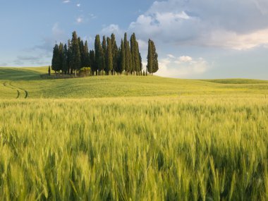 tuscan peyzaj alacakaranlıkta servi ağaçlarının grubu