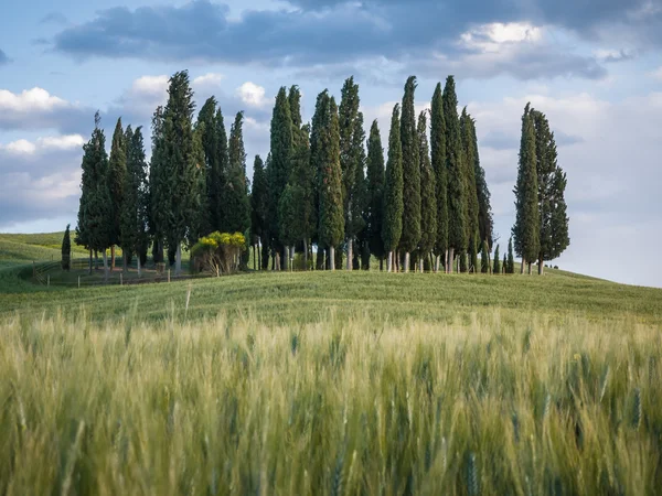 Groep van cipressen in de schemering in Toscaanse landschap — Stockfoto