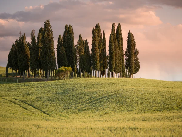 Group of cypress trees at dusk with the sky turning pink — Stock Photo, Image