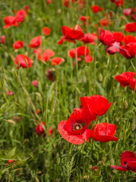 Gros plan sur les fleurs de pavot aux couleurs vives au printemps — Photo