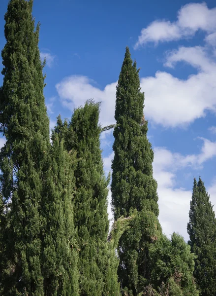 Group of cypress trees at dusk — Stock Photo, Image