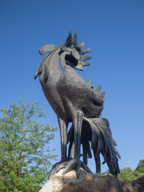 Gallo nero, siyah horoz