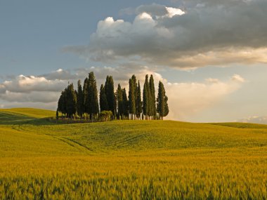 alacakaranlıkta servi ağaçlarının grubu
