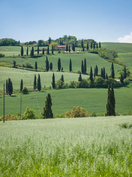 Slingrande cypress lane i Toscana — Stockfoto