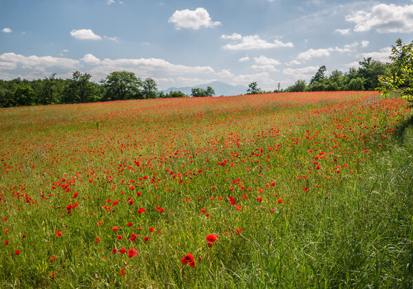 Field of brightly colored poppy flowers in spring
