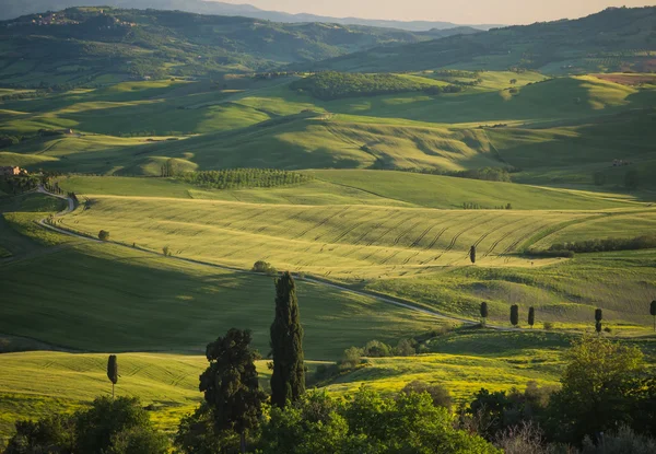 Campo verde en el paisaje toscano al atardecer —  Fotos de Stock