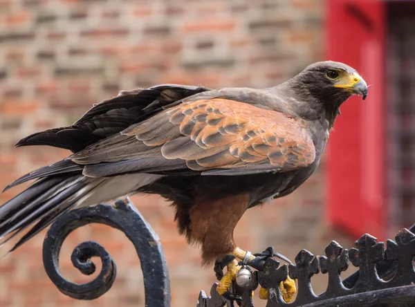 Harris Hawk — Stock Photo, Image