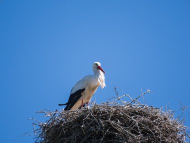 Tek leylek yuvası kutup