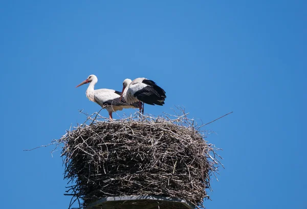 Dos cigüeñas en un poste de nido — Foto de Stock