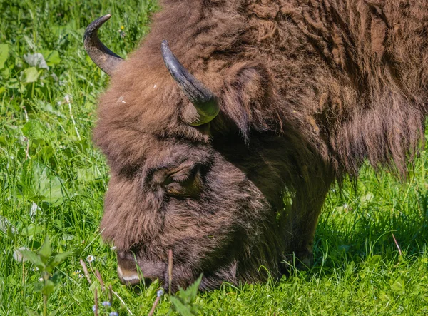 Europäischer Wisent — Stockfoto