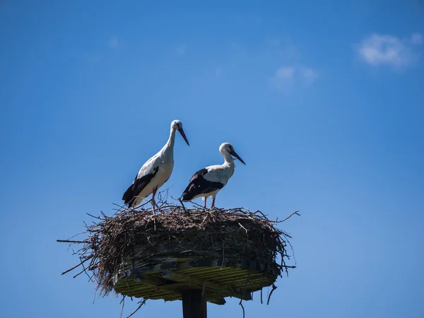 Dos cigüeñas jóvenes — Foto de Stock