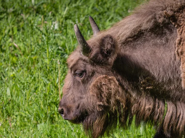 European bison — Stock Photo, Image