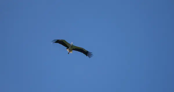 Stork in mid air — Stock Photo, Image