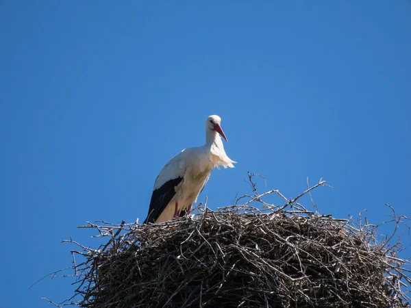 Single stork on a nest pole — Stock Photo, Image