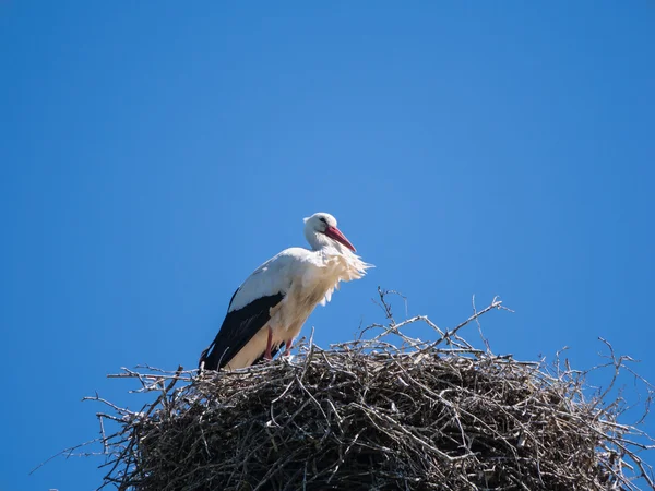 Single stork on a nest pole — Stock Photo, Image