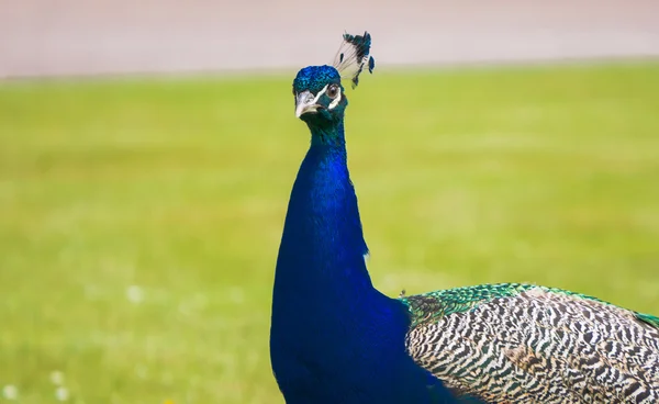 Peacock up close — Stock Photo, Image
