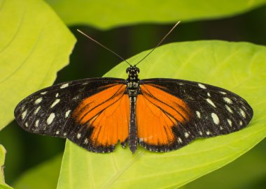 Turuncu, siyah ve beyaz kelebek