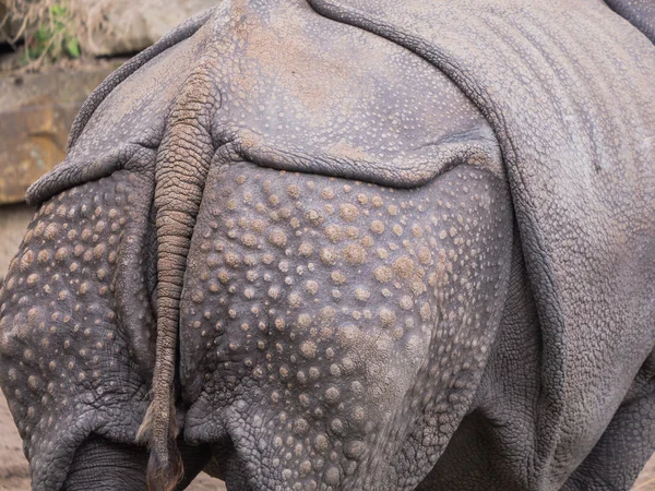 Nashorn im Rücken — Stockfoto