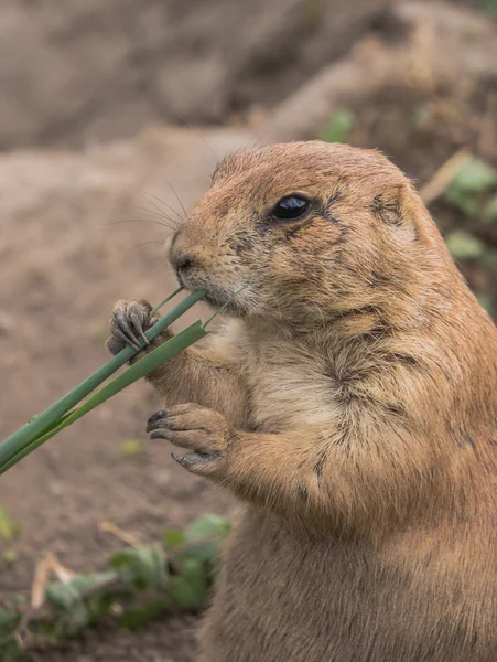 Prairiehond — Stockfoto