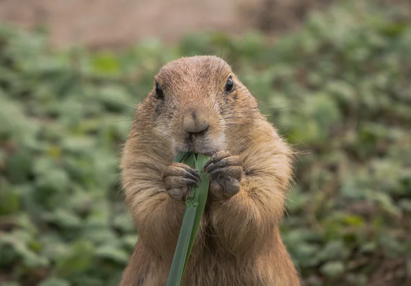 Präriehundar — Stockfoto