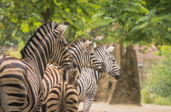 Zebra family — Stock Photo, Image