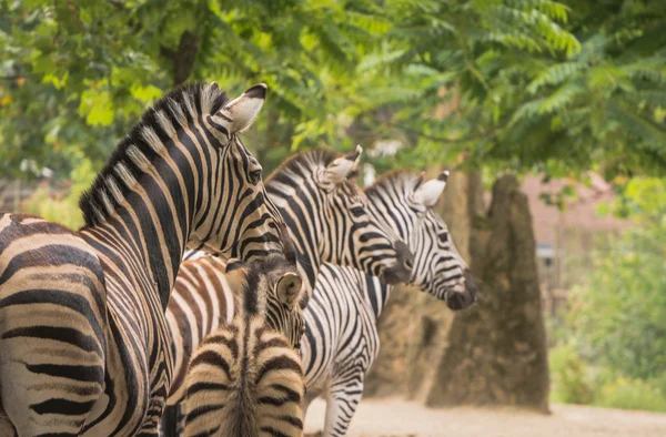 Família Zebra — Fotografia de Stock