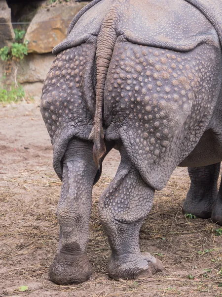 Nashorn im Rücken — Stockfoto