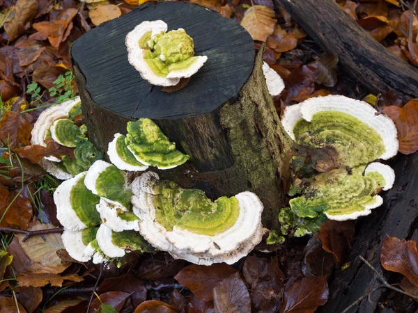 Trametes gibbosa champignon, également connu sous le nom de 'grumeaux entre crochets' — Photo