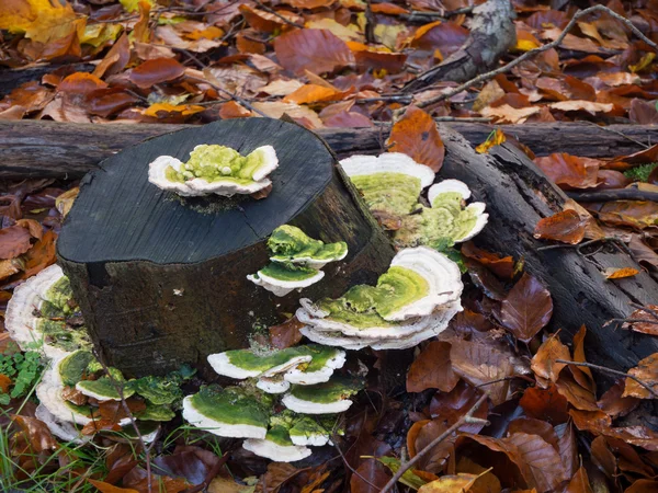 Trametes hongos gibbosa, también conocidos como "corchete grumoso" — Foto de Stock