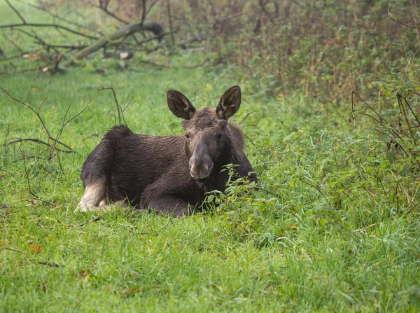 Euroasijských losů nebo moose — Stock fotografie