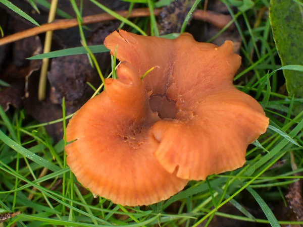 Laccaria spec. oder Täuscher Pilz — Stockfoto
